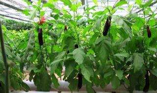 适合年轻女性的创业项目 女性创业项目排行榜