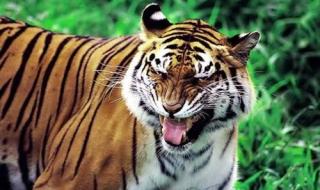 能杀大象的四种动物 能杀老虎的四种动物