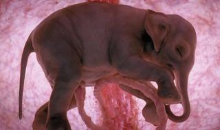 32周的胎儿,在肚子里面总是动来动去,这是为什么呢 胎儿在肚子里的样子